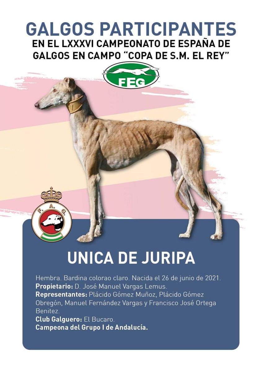 👉 Las cuatro perras clasificadas para las semifinales del #CampeonatoNacionaldeGalgos que se disputa en #NavaDelRey

1 de #CyL
1 de #CLM
2 de #AND

🔜 MIÉRCOLES 31 (10:00 h), próxima cita: reconocimiento, sorteo de semis y carrera