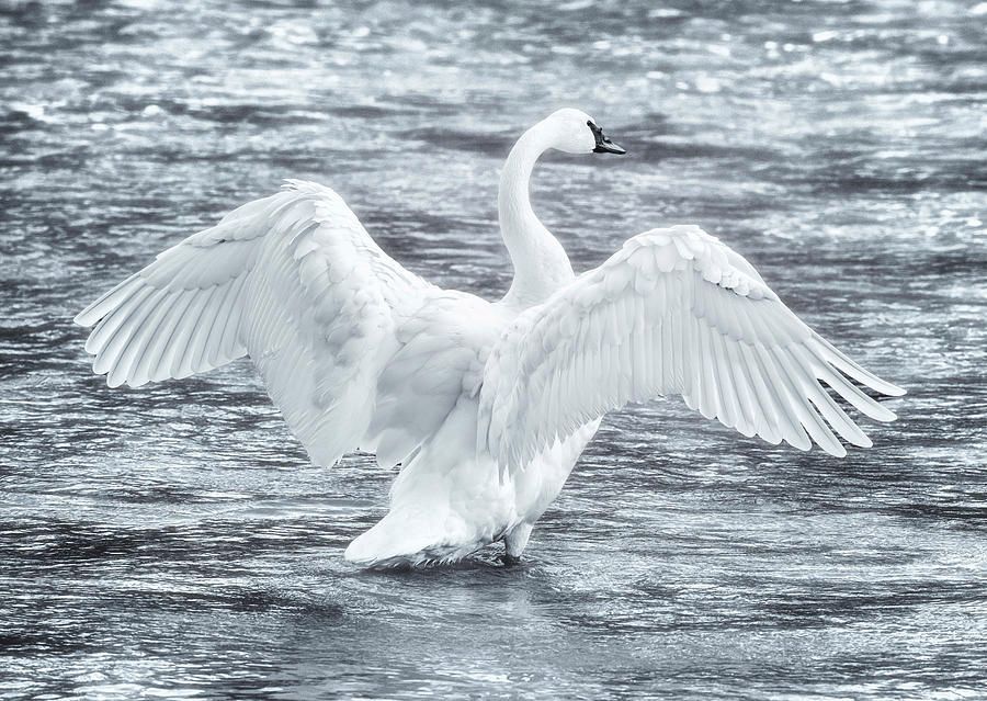 joancarroll's tweet photo. Trumpeter Swan Yellowstone National Park! https://t.co/sfuBP12tkM #bird #swan #trumpeterswan #swans #blackandwhitephotography #yellowstone #NationalPark #AYearForArt #BuyIntoArt #giftideas @joancarroll https://t.co/NpyhXeEfUL