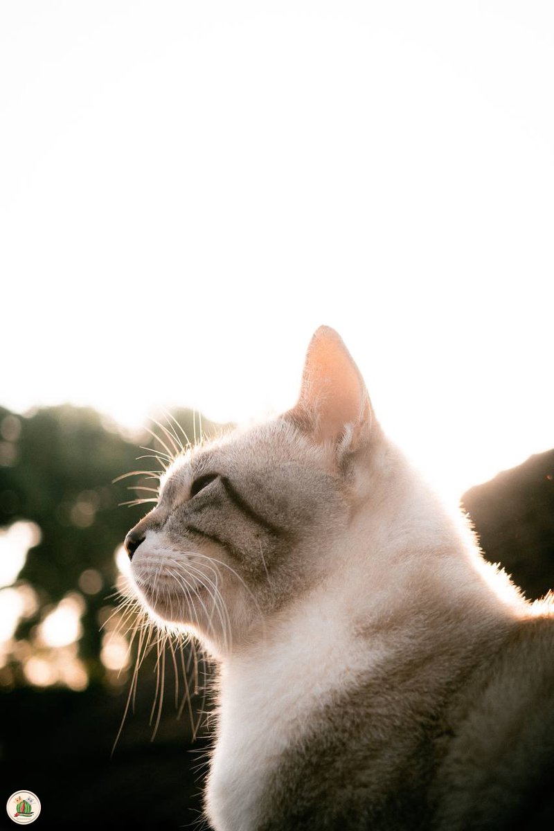 para kucing jamet yg keren ayo tunjukkan tunjukkan pesonamu di hari minggu ini..i’ll start first kcg!