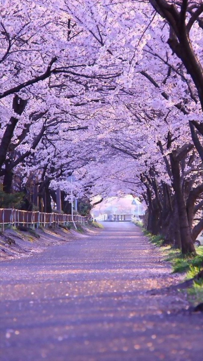 KatanaHugo's tweet photo. What is the paradise path for you?
#photos #photography #path #paradise https://t.co/vzXrFRmAZr