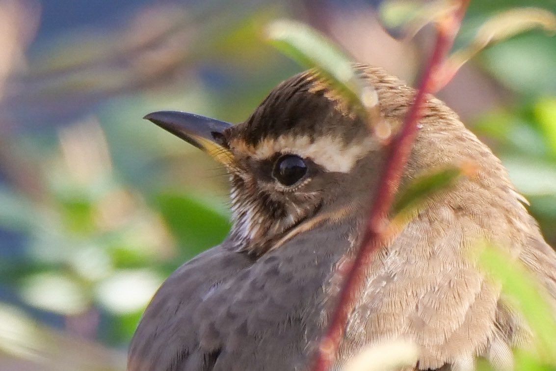 #BigGardenBirdWatch finished. 13 Species in our modest patch of garden, including Redwing &amp; female Blackcap.
