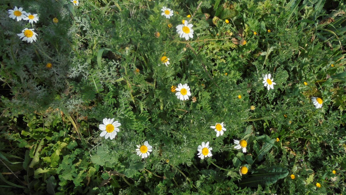 JaramaVivo's tweet image. A 28 de enero no hay nieve en las cumbres y las altas temperaturas están propiciando una primavera adelantada. Así están algunas especies de flora de Madrid. ¿Qué consecuencias tiene todo esto?