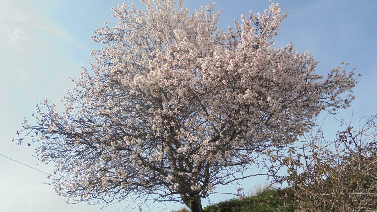 JaramaVivo's tweet image. A 28 de enero no hay nieve en las cumbres y las altas temperaturas están propiciando una primavera adelantada. Así están algunas especies de flora de Madrid. ¿Qué consecuencias tiene todo esto?