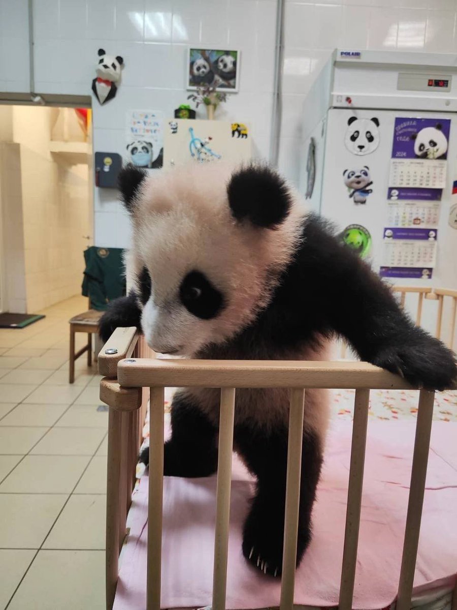MoscowPanda's tweet photo. Hey, lemme out! I ain't a baby no more, wanna hang out with the grown ups 🐼

#PandaLife #Pandamonium https://t.co/dH8G53iYuu