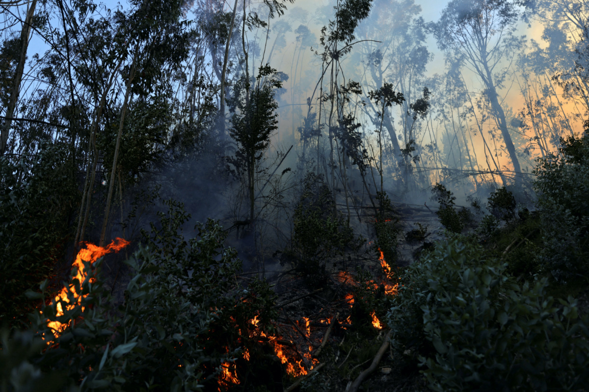 Colombia human rights ombudsman urges action to prevent fires @SightMagazine #Colombia #humanrightsombudsman #Colombiawildfires

sightmagazine.com.au/news/34339-col…