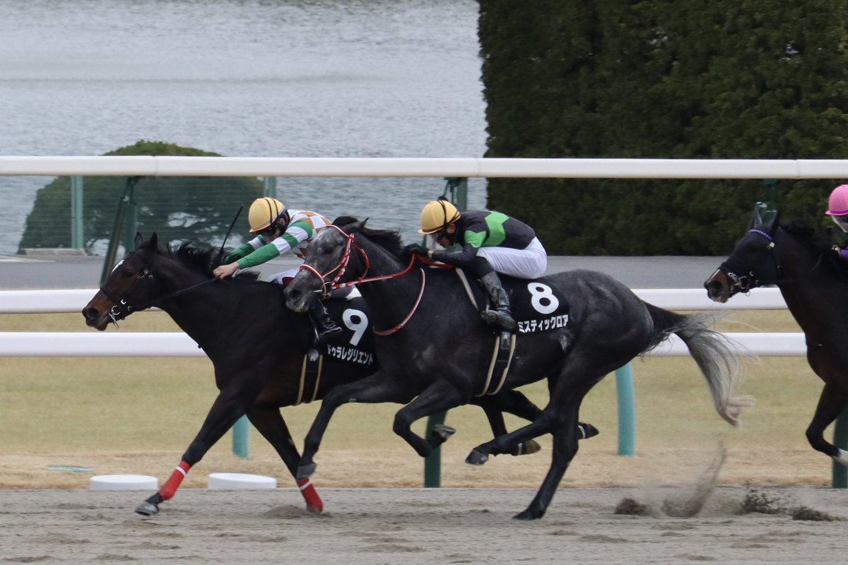 YA_Farm's tweet photo. 今日出走のミスティックロアとセレシオンは間違いなく勝つやろと思い京都まで来ましたが、１着&amp;３着！

２頭とも期待馬なので圧勝してほしかった‥
今年中にはオープン入りして重賞挑戦しよう！応援してます！ https://t.co/6gEc1lU08T