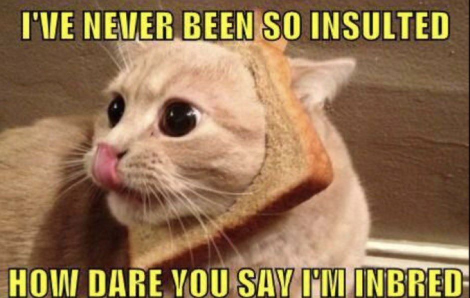 Literally a cat in bread 

$inbred 🐱 🍞 

$croc marketing team behind this. $500k so early still. 

dexscreener.com/solana/B3NePqc…