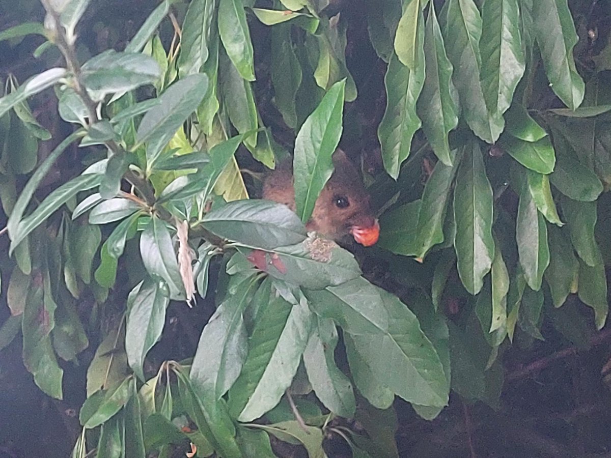 __Revel's tweet photo. @AdeysAlthorp So cute! I spotted one whilst waiting for a bus last year. https://t.co/iIqzKTfkPU