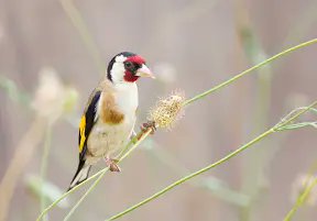 henaresxelclima's tweet photo. 🎼jilguero europeo (Carduelis carduelis) 

Esta maravilla quieren urbanizarla @Ale_Navarro_trj alcalde de #torrejondeardoz @pptorrejonardoz y @JudithPiquet

2
#estánlucrándosecontuterritorio #welcometospain   #elparquemásgrandedetorrejónenalcalá #nidografías @alcanduerca https://t.co/89HbQGE8f8