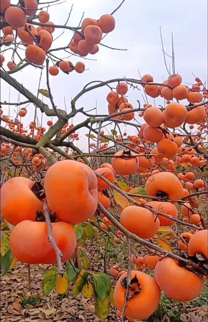 Recep Somuncu tweet media