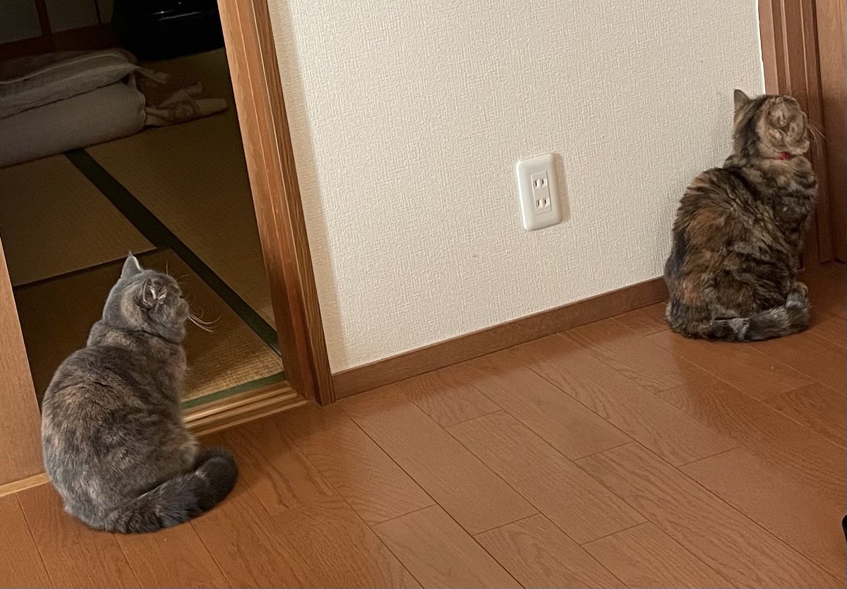 猫背な猫ズ

#猫 #エキゾチックショートヘア  #ねこのいる生活 #猫好きさんと繋がりたい