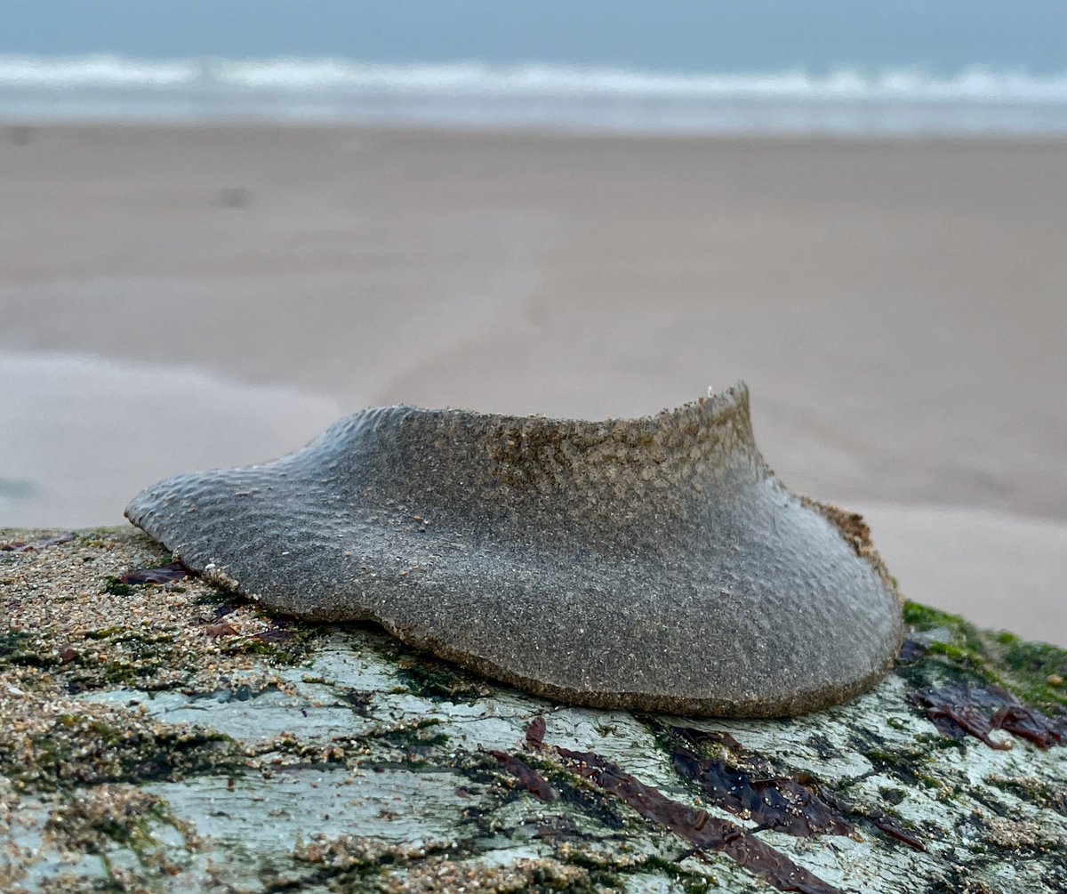 LegoLostAtSea's tweet photo. Quite a few of these egg masses washing up at the moment - they're often mistaken for litter but are the egg collars of necklace shells. Advice is that they should either be put back in the sea or buried in sand close to the water's edge. Each contains thousands of eggs. https://t.co/TM3A2Jetk2