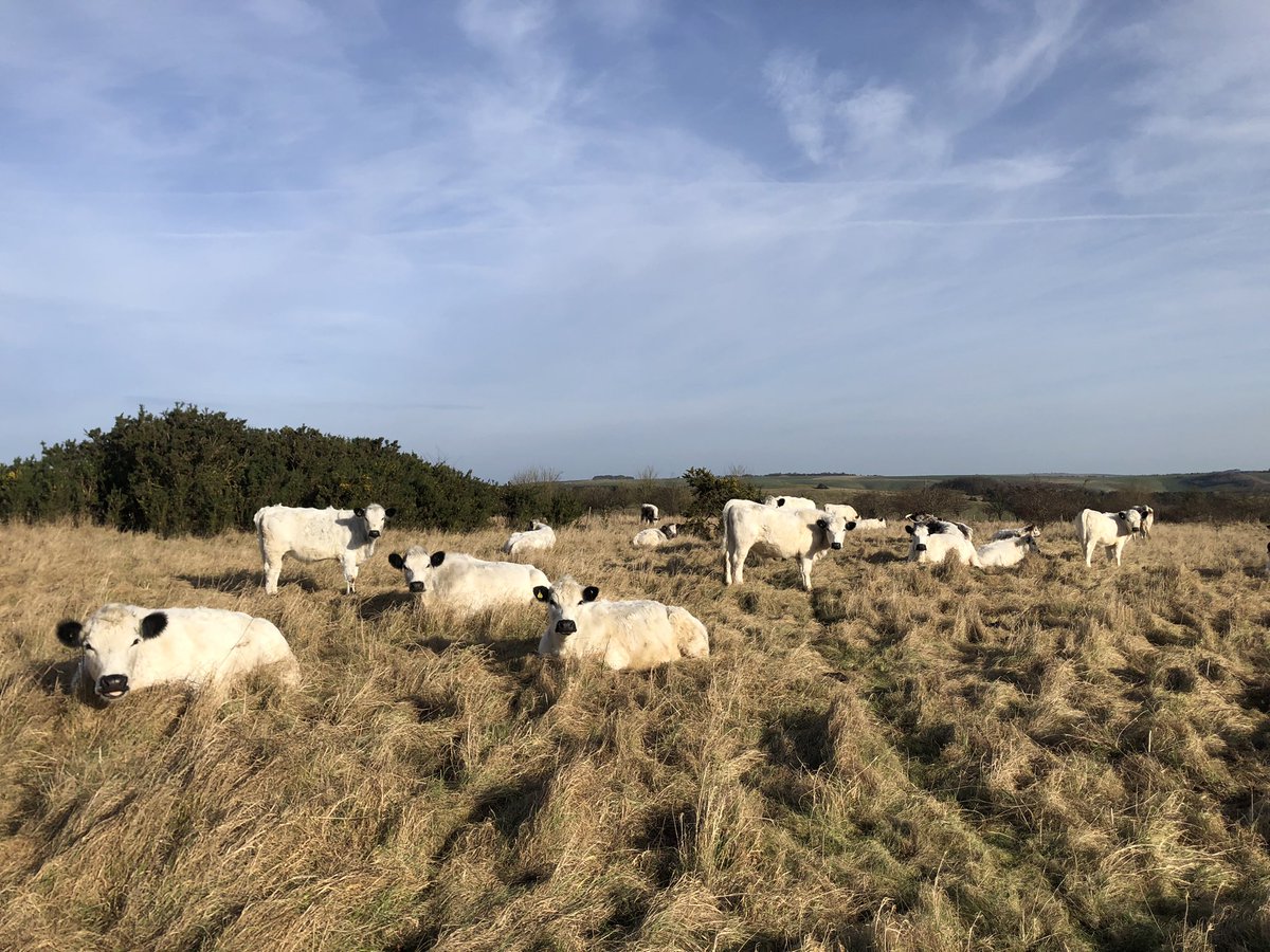 Happy cows in the sun