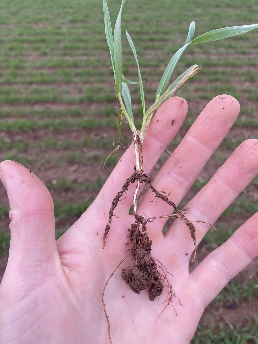 Extase drilled with the Claydon in October looking good <a href="/ClaydonDrill/">Spencer Claydon</a>