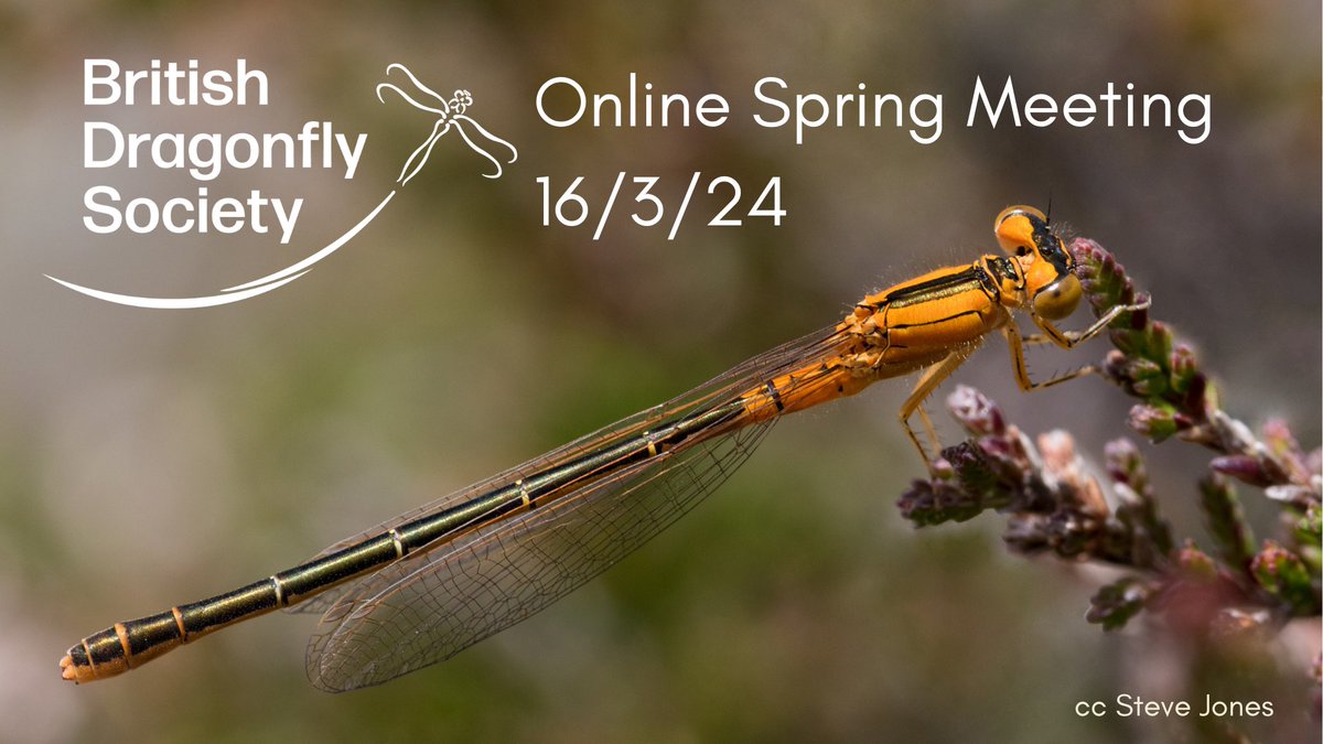 This year’s FREE BDS Spring Conference will highlight the incredible contribution volunteers have made to Dragonfly research and conservation. Topics include the Red River Rescuers work conserving the rare Damselflies of Cornwall. Register here👉loom.ly/jGjYIBo