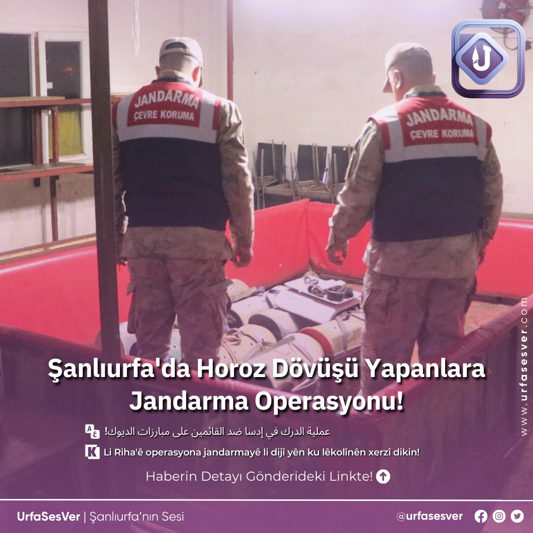 Şanlıurfa'da Horoz Dövüşü Yapanlara Jandarma Operasyonu!
urfasesver.com/haber/19031223…

#ŞanlıurfaJandarma #SiverekOperasyonu #YasaDışıBahis #HorozDövüşü #HayvanKoruma #JandarmaDarbesi #KumarOyunları #İdariCeza #HayvanHakları #ÇevreKoruma