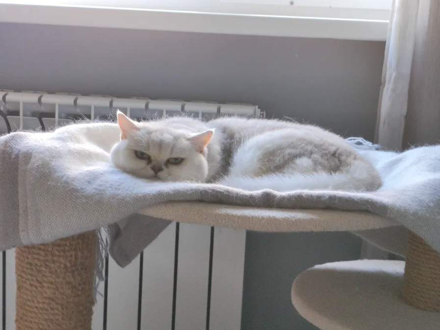 Floya_M's tweet photo. @KarinHosono it is my cat??? https://t.co/D9ACV4oLiG