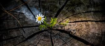 Andybird tweet media