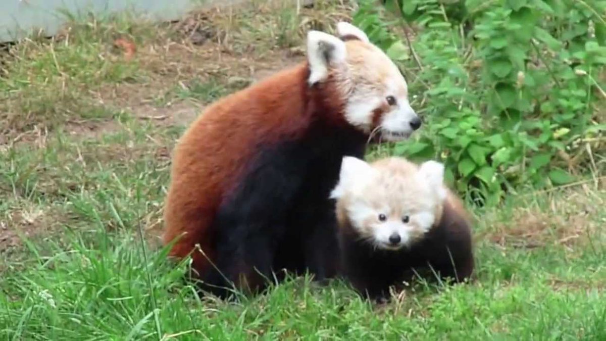 Red Panda Every Hour! (@redpandaeveryhr) on Twitter photo 