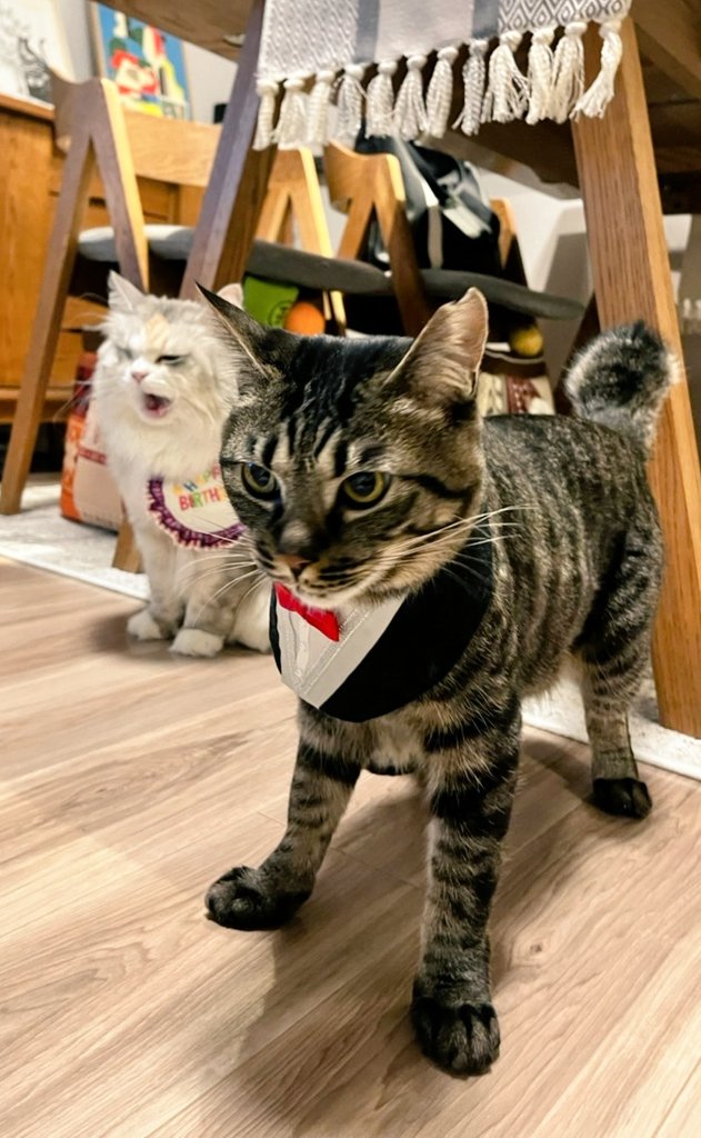 one_of_MURAKAMI's tweet photo. MiMiさま4才誕生日🎂✨
Maruくんお迎え２年記念日☺️✨

#猫のいる暮らし
#ラガマフィン
#保護猫 https://t.co/3jtbrFyChA