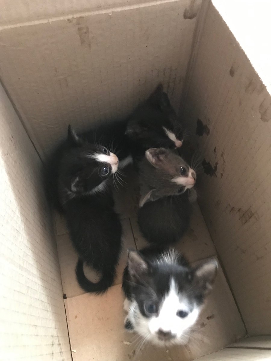 RificiMica's tweet photo. Encontramos estos 4 gatitos tirados en la basura, necesitan un hogar urgente ‼️‼️‼️‼️‼️ NO PUEDO QUEDÁRMELOS, Zona Laferrere, difundan porfavor https://t.co/4jt4tyZQaG