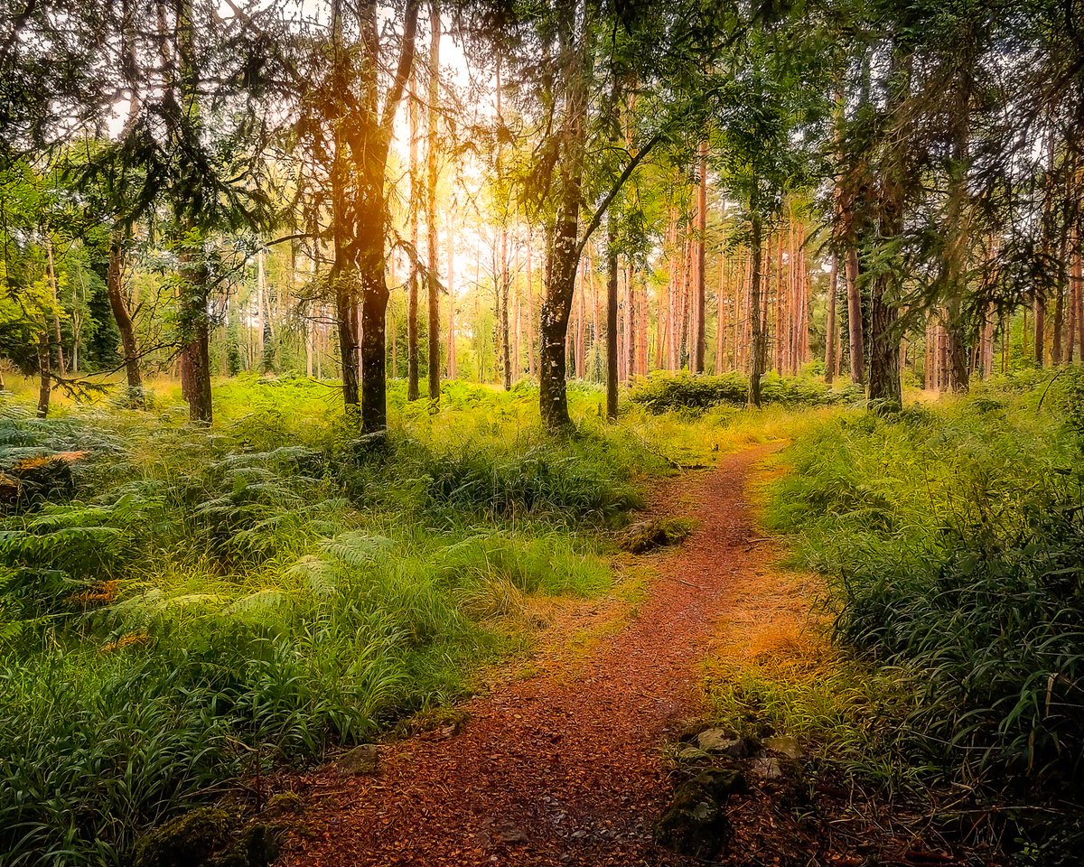 jamesatruett's tweet photo. GM/GN, friends... having an entirely relaxing weekend before launching into the new week! Hope you're enjoying your weekend, too!

Awaiting collectors on Solana:

“Enchanted Irish Woodland” - 0.22 $SOL - Limited Edition 22/22

“Frosty Dawn” - 0.15 $SOL - Limited Edition 9/10

Links ⤵️