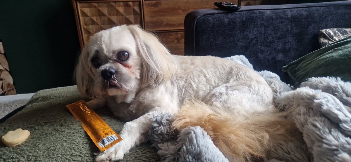 I have been caught and taken to scalping ville(groomers)me faces says it all 😬