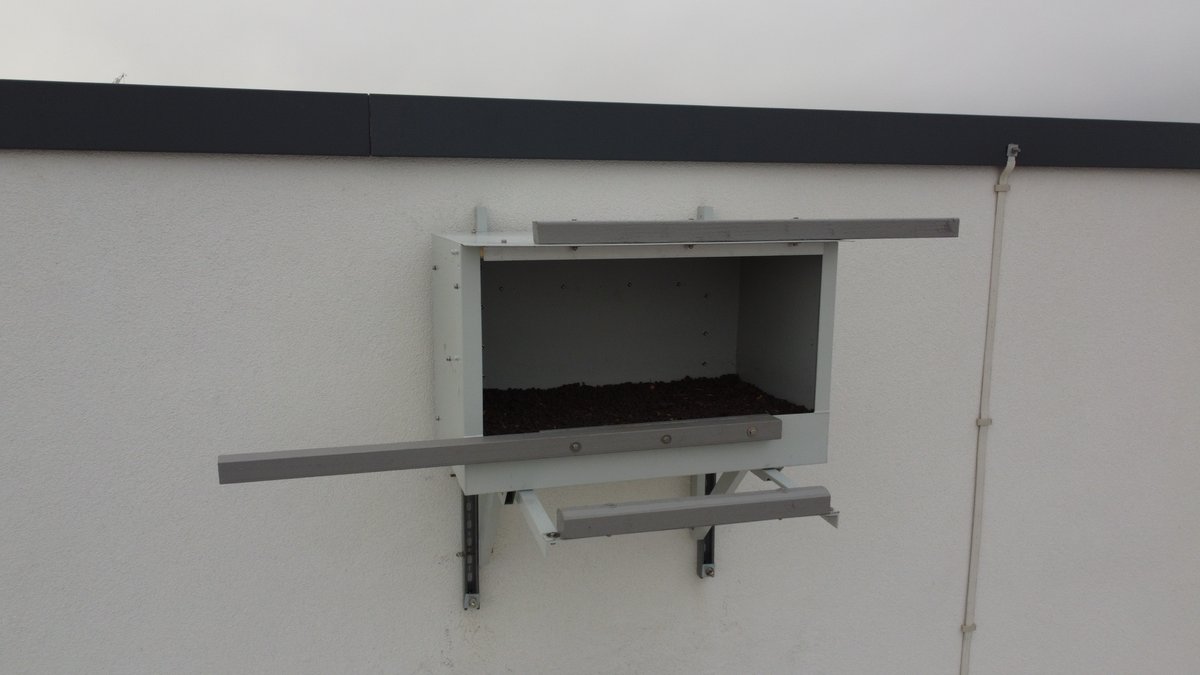 DRSG are pleased to have helped Stonewater Housing manage potential breeding peregrines at one of their sites. We have installed a bespoke nest box on Harbour Sails high-rise in Poole, Dorset (above ASDA). If peregrines use this box it will be safe and secure.