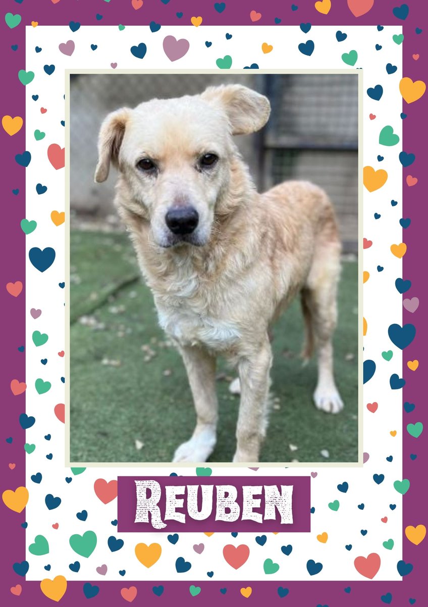 OakwoodRescue's tweet image. Reuben would like you to retweet him so the people who are searching for their perfect match might just find him 💚🙏 oakwooddogrescue.co.uk/meetthedogs.ht… 
#teamzay #dogsoftwitter #rescue #rehomehour #adoptdontshop #k9hour #rescuedog #adoptable #dog