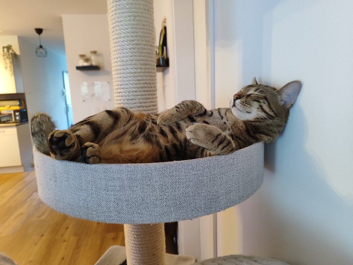 GM Solana Fam!
I hope your Sunday is as relaxed as it is for Henri 😸