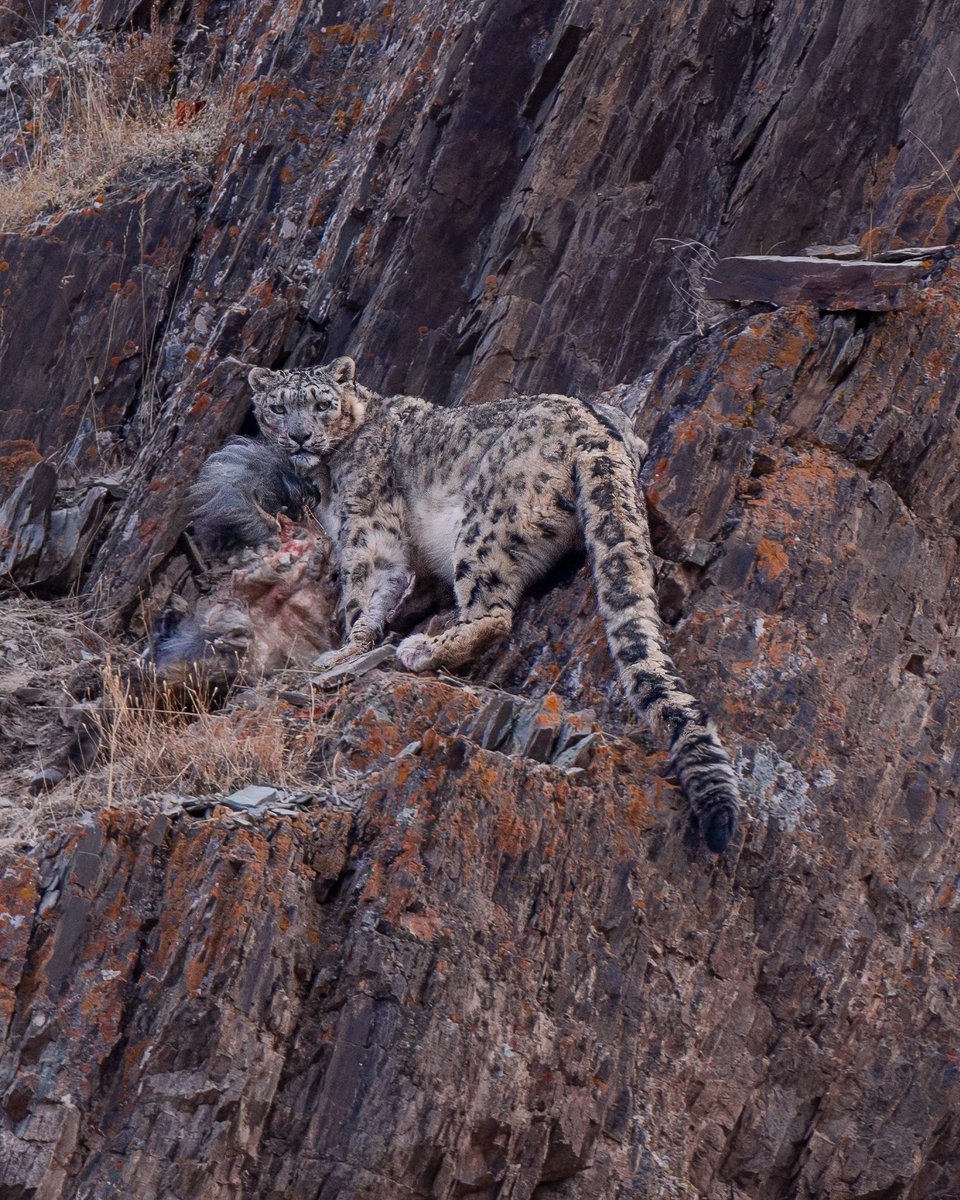 Elegant and Elusive 🐆 The elegant and well-camouflaged snow leopard is one of the world’s most elusive cats. Thinly spread across 12 countries in central Asia, it’s at home in high, rugged mountain landscapes.