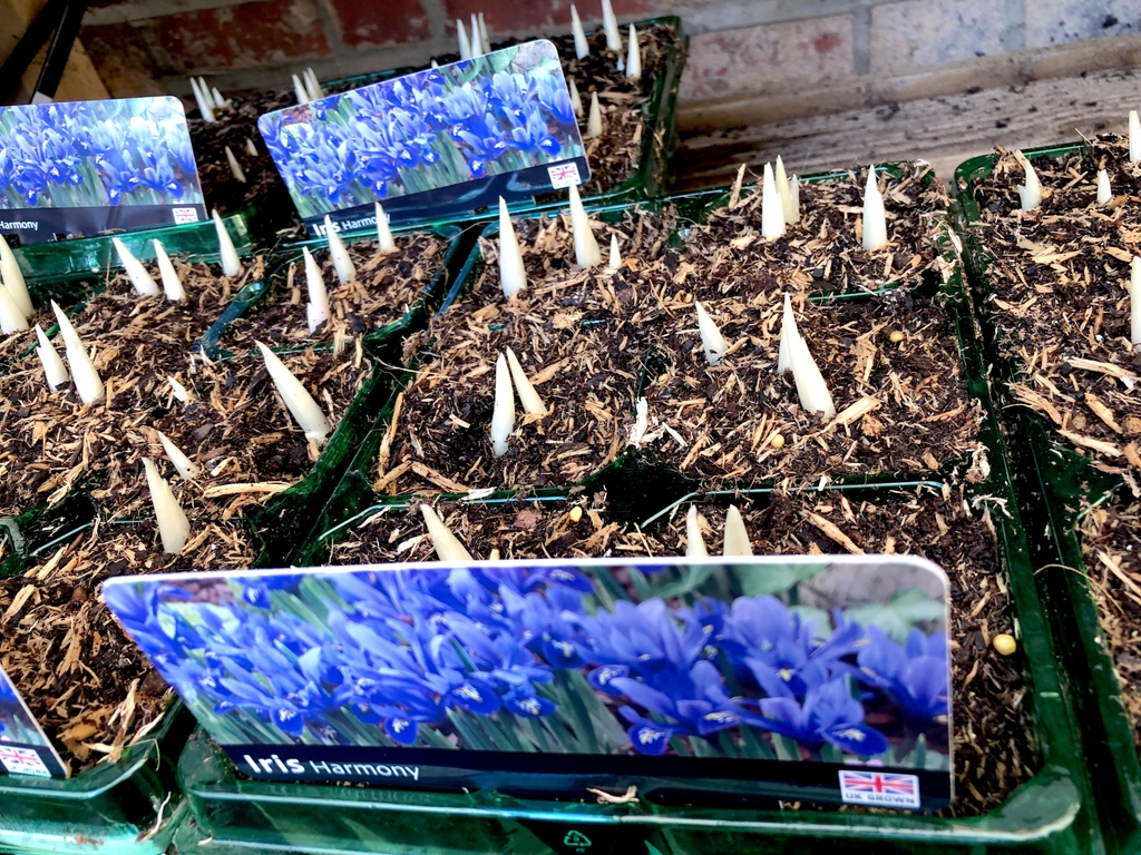 camdengardencen's tweet photo. Missed buying #springfloweringbulbs in the Autumn? #iris #harmony is just one of our many shooting &amp; budding #bulbs #potgrowing like #snowdrops #tulips #crocus #daffodil #hyacinth &amp; more
#gardencentre #socialenterprise #camden #gardenlovers 
#trainingandemploymentopportunities https://t.co/QrfFGbG6sd