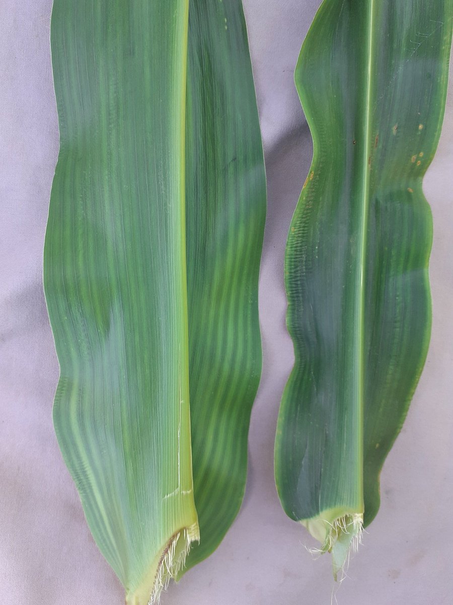 El #potasio comienza a jugar?  Disponibilidad en suelo 0,5 a 0,7 meq/100 g. Altura en Mz tardio de 2,5 m. Clorosis en los bordes de las ĺáminas. Rayado clorótico internerval permanente. 

General Gelly, sur de Santa Fe. Serie Peyrano en fase x erosión.