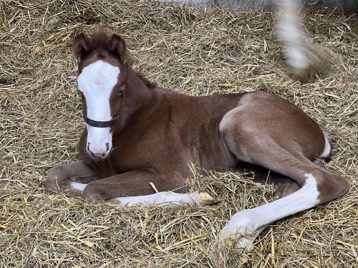 Look at the cute face on this filly by @spendthriftfarm sire Greatest Honor out of stakes producing Unbridleds Song mare Scandalous Song born couple of days ago #chromefordays