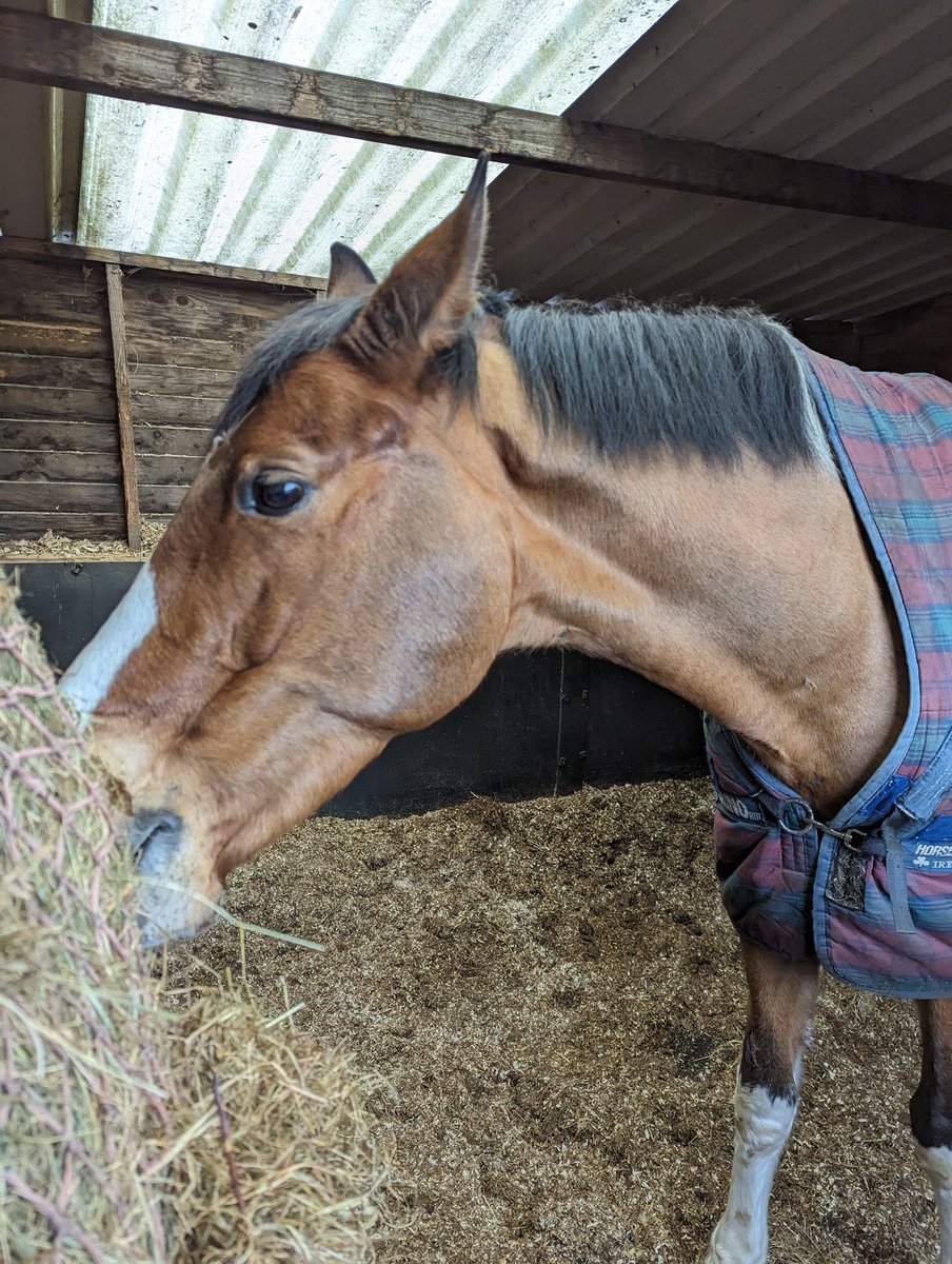 thughes778's tweet photo. Lovely morning spent with this handsome boy #wellbeing https://t.co/T7pcBi5KPV