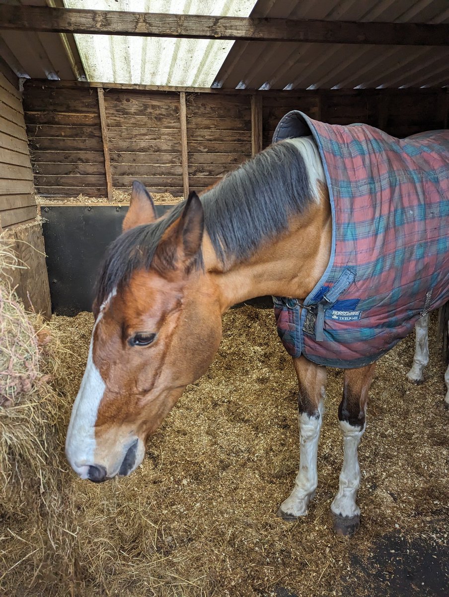 thughes778's tweet photo. Lovely morning spent with this handsome boy #wellbeing https://t.co/T7pcBi5KPV