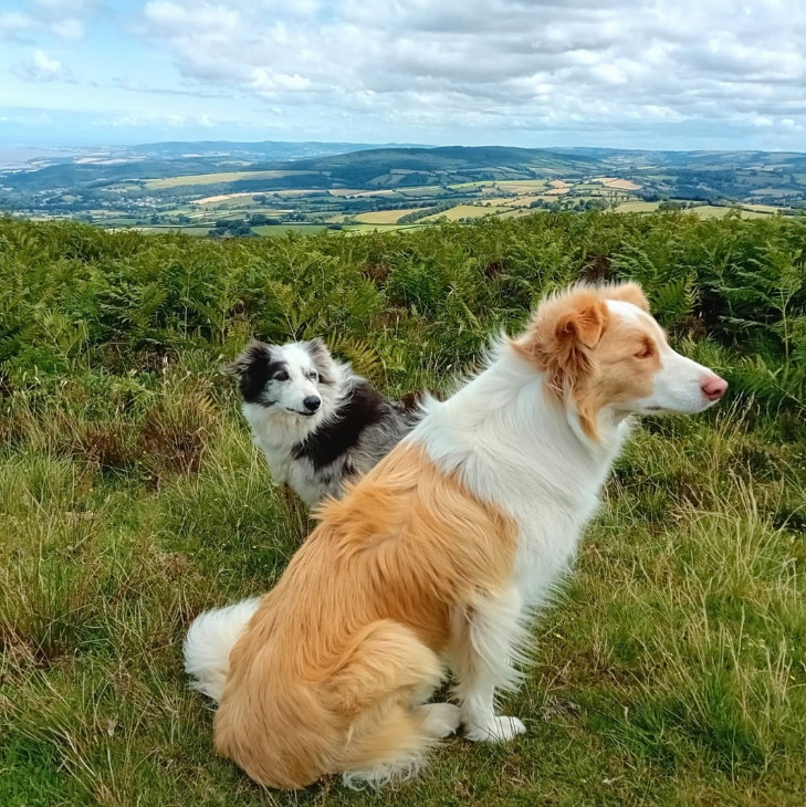 Thinking of getting a dog? Consider adoption. 
Rupert (Maverick's mate) was rescued by <a href="/RushtonDRescue/">Rushton Dog Rescue</a>, just like Hope below. He was lucky to escape as a pup &amp; is the most wonderful dog.
It was an honour to know Hope, an amazing dog who lived the life every dog deserves.
🐾🌈🐾