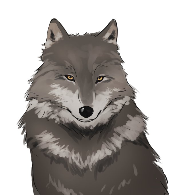 「wolf yellow eyes」 illustration images(Latest)