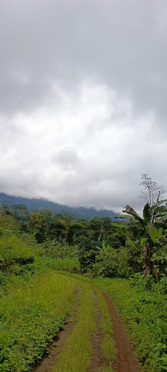 The Amazon and Congo Basin forests are critical in the fight against climate change, but deforestation is threatening their existence. We need to work together to protect these invaluable ecosystems before it's too late. #ConservationMatters #ClimateEmergency