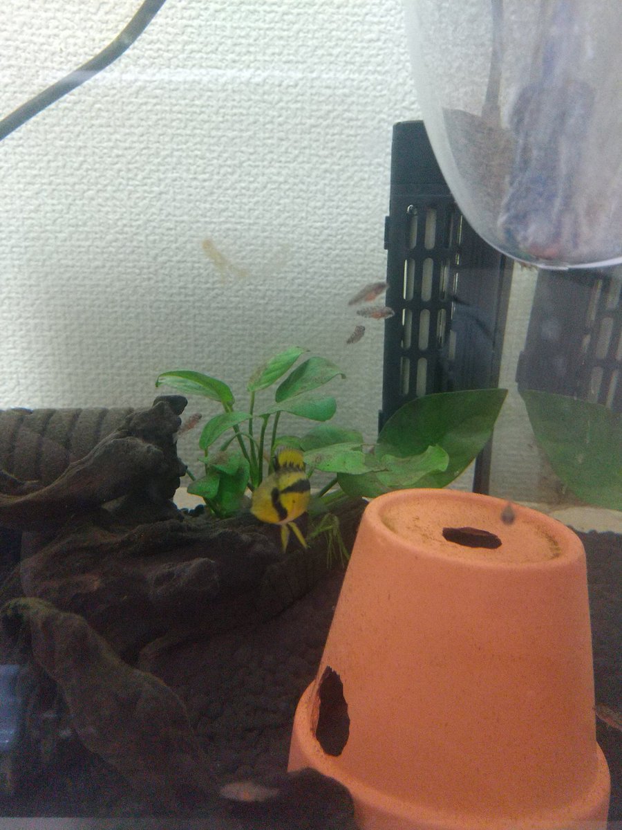 アピストD50
稚魚達、アピストっぽくなってきた。
うまくピントが合わない😓