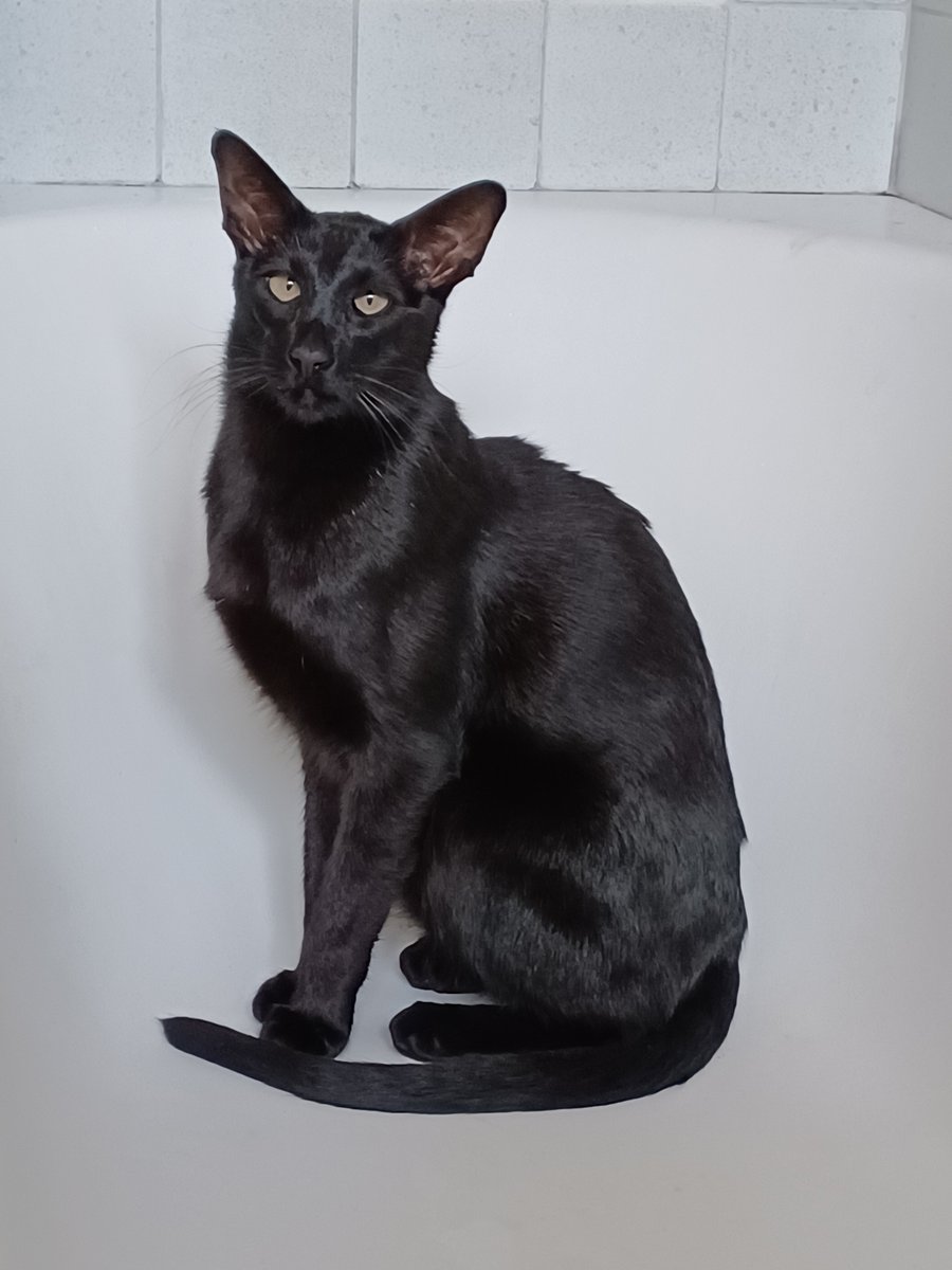 PsycheKick's tweet image. Chat Noir! #blackcats #catsoftwitter