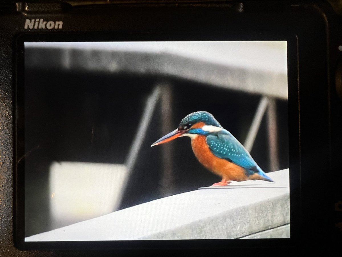 We did an a’noon session w/<a href="/CHILTERNSNATURE/">CHILTERNS NATURE - Chiltern Hills Birds & Wildlife</a> &amp; some great local kids for <a href="/Natures_Voice/">RSPB</a> #BigGardenBirdwatch at Watermead y’day, 2-3pm - everyone’s hilite was a #KINGFISHER posing long enough for a pic, follwd by 7 LESSER REDPOLL, SISKIN &amp; 2 CHIFFCHAFF.
#bucksbirdnews #birdwatching