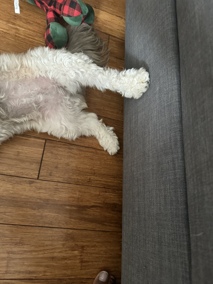 Please rub my belly #dog #dogs #dogsoftwitter