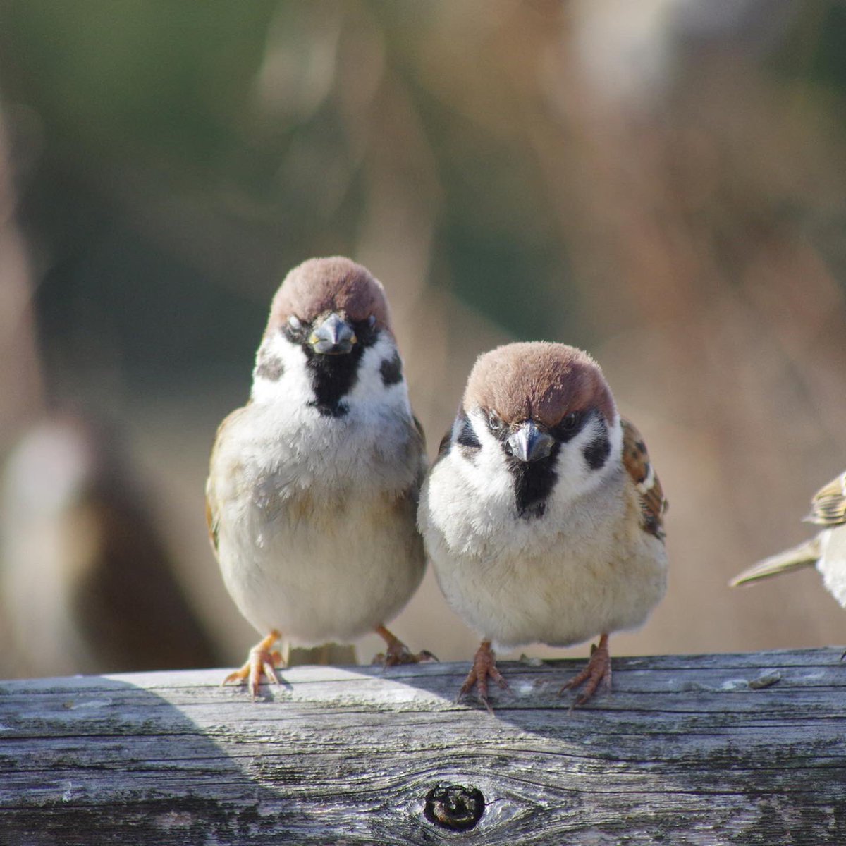 中野さとる tweet media