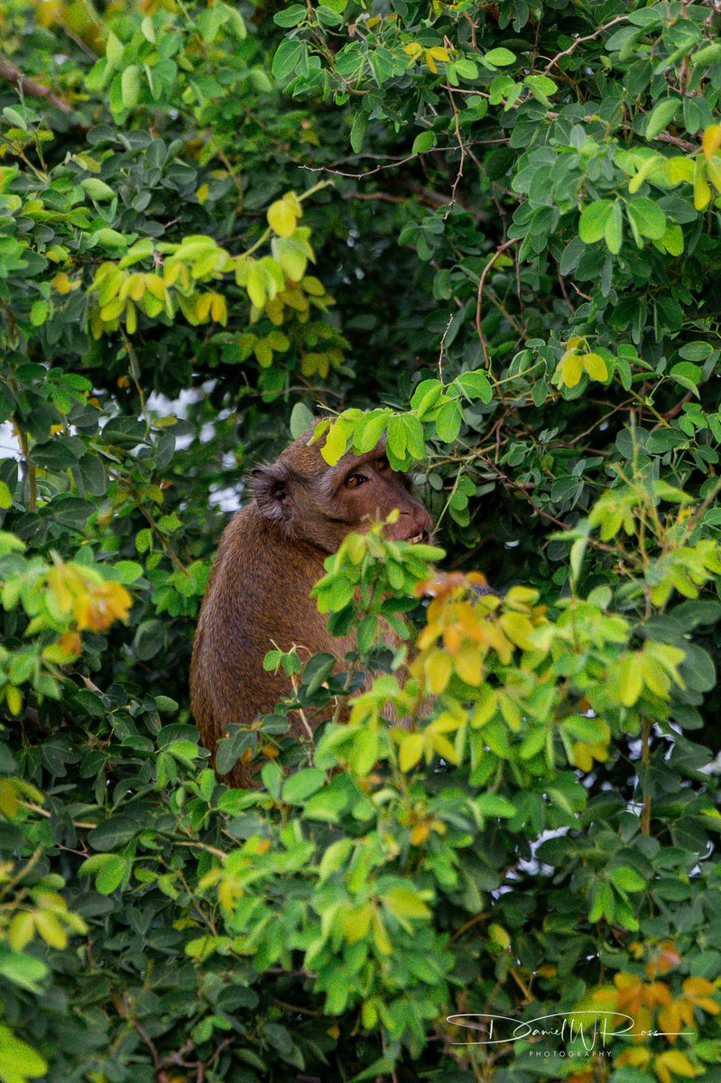 Good Morning Photographers! 

Show me your MONKEYS!!! 

#DWRPhotos #travel #travelphotography #photo #photography #wanderlust #earth #tourist #RenoPhotographer #RenoPhotography 
#CanonR6M2 #CanonShooter #Monkey #Thailand #HuaHin #wildlife #eyes #photooftheday #photochallenge