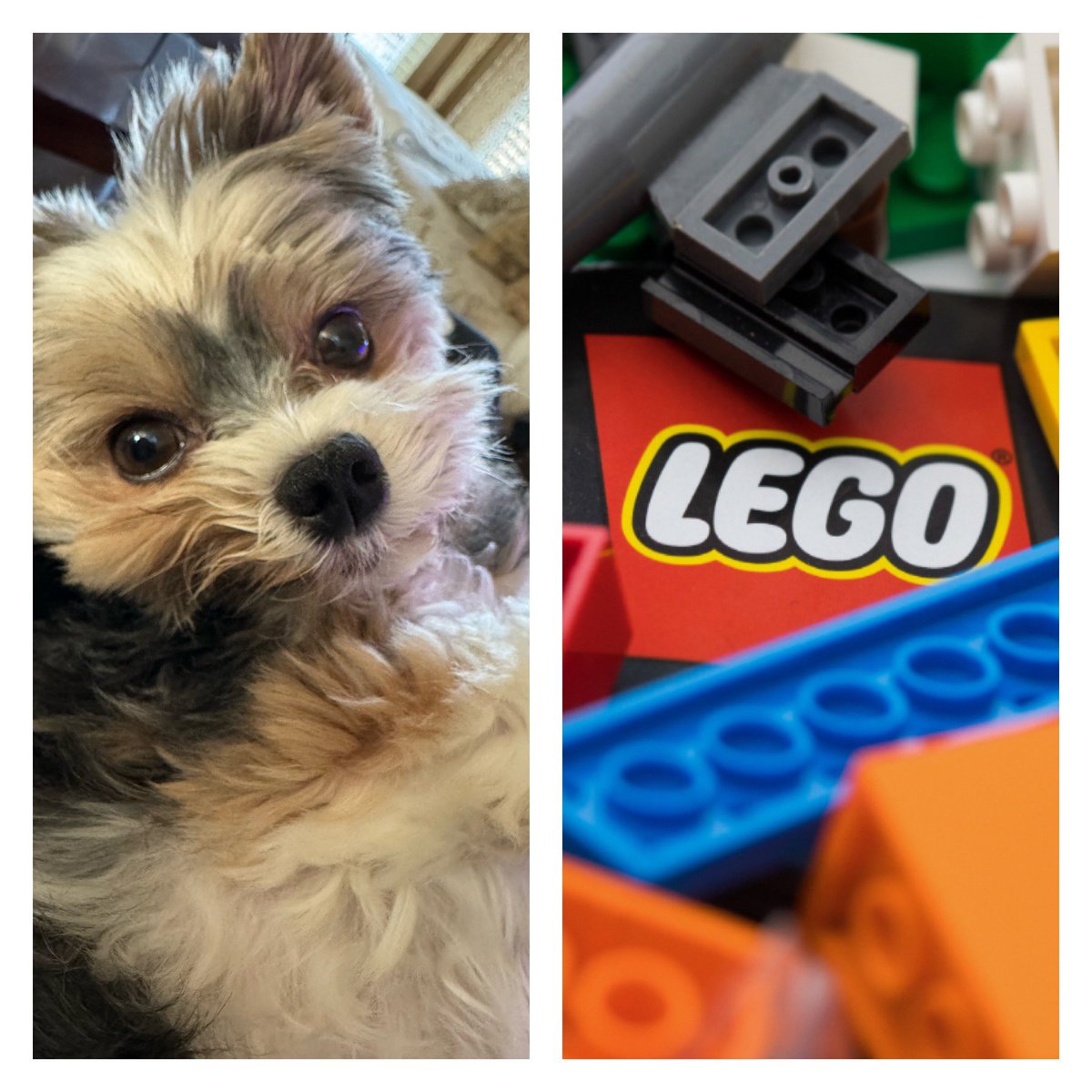 Gio. Happy Sunday & International Lego Day 🧩❤️🐾🥰👋🏻 #InternationalLegoDay #smile