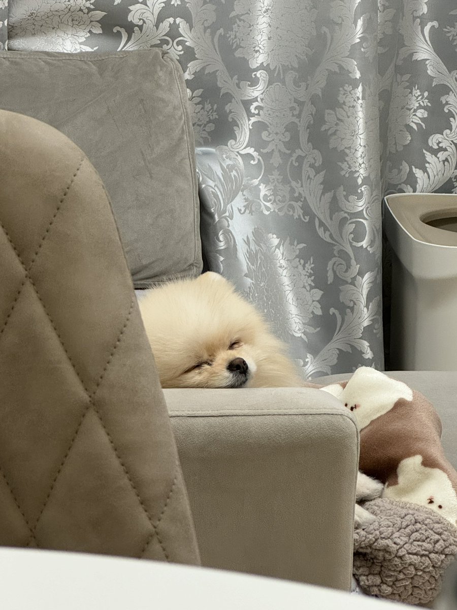 dog_Daikichi's tweet photo. 気持ちよさそうな感じで寝てるわた毛。

#ポメラニアン　#犬　#わた毛LIFE
#dog #pomeranian https://t.co/jZuXyceeKa
