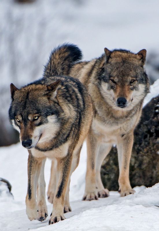 Wolves_Lover1's tweet image. perfect shoot