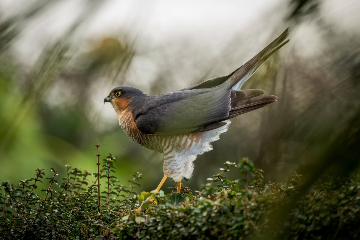 Slow start on the #BigGardenBirdWatch & then disaster struck ~ explains why my garden has been so quiet over the last couple of days ~ male Sparrow Hawk @RSPBCymru @Natures_Voice @BBCSpringwatch @Birds_UK #TwitterNaturePhotography #birds