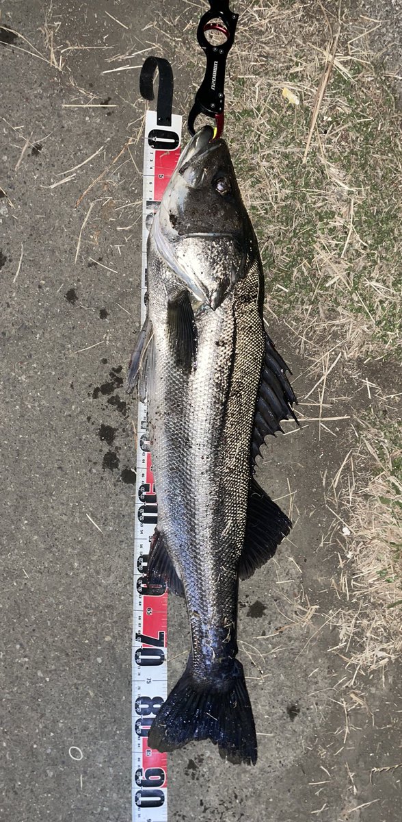 nowiiifish's tweet photo. ついについに。。。
やっとこの日が、初ランカーシーバス🐟

87cm‼️

ヒットルアーは。。。
ブローウィン125Fスリム(マットチャート）

狙い通り流れに乗せてドン💥
ほんとに嬉しい1本でした😎 https://t.co/x8msqV151Q